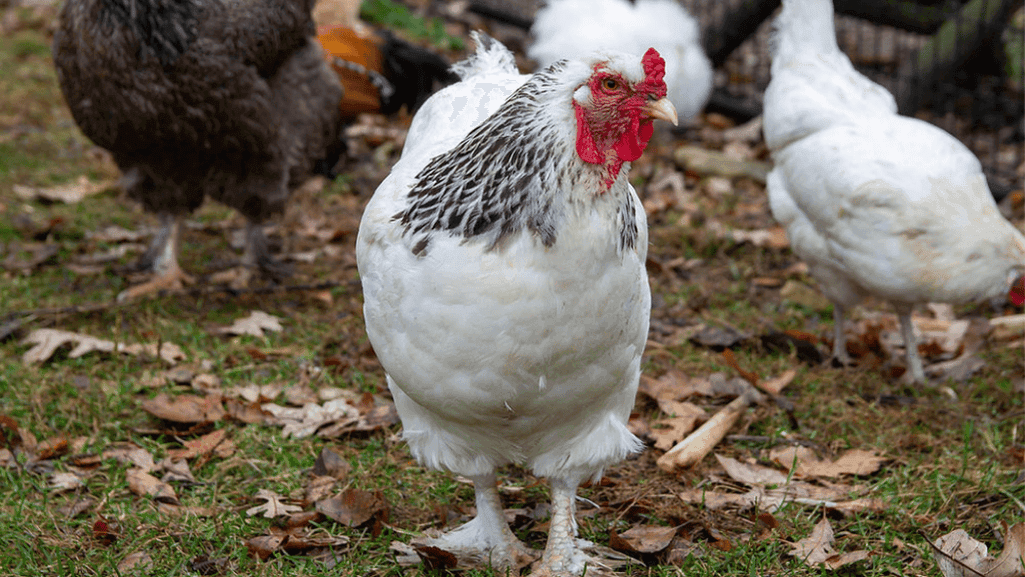 Nystatin for Chickens