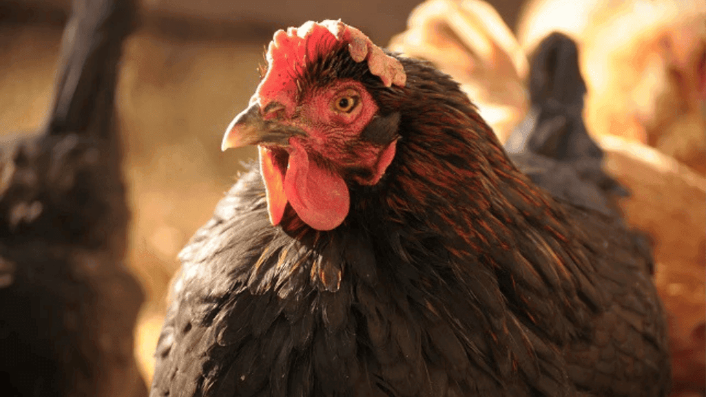 parasite control in fowl