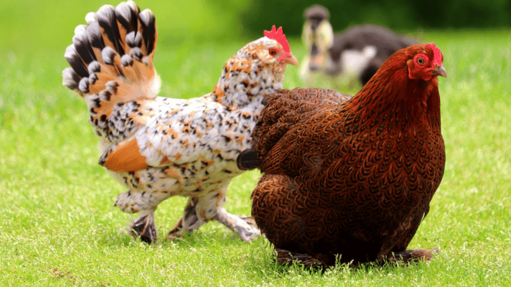 popular egg-laying chicken breeds