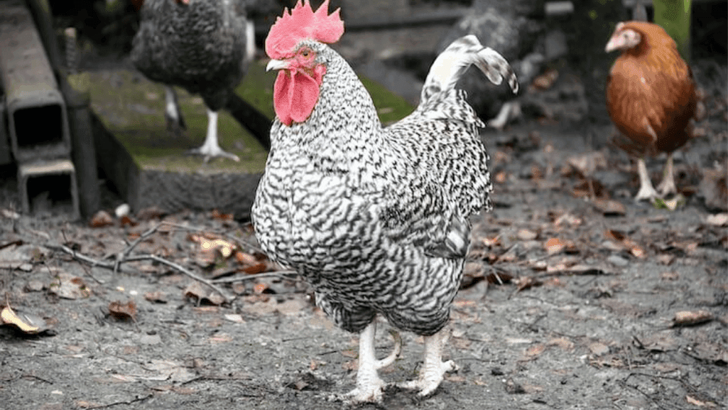 popular rooster breeds