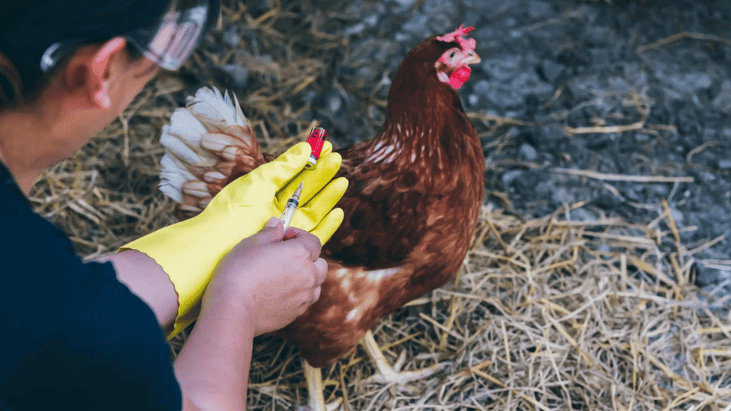 poultry health prevention