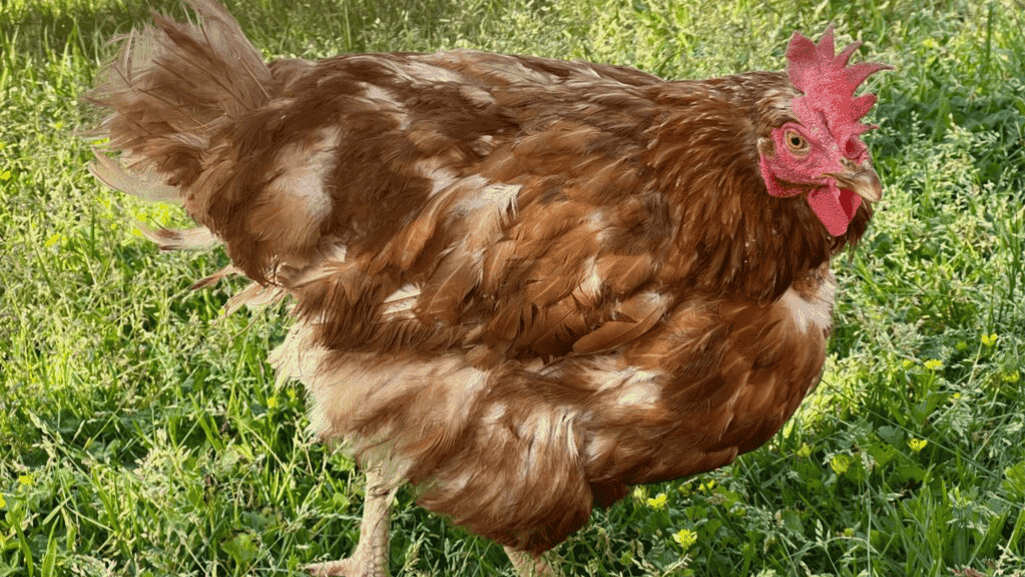 poultry red mite treatment
