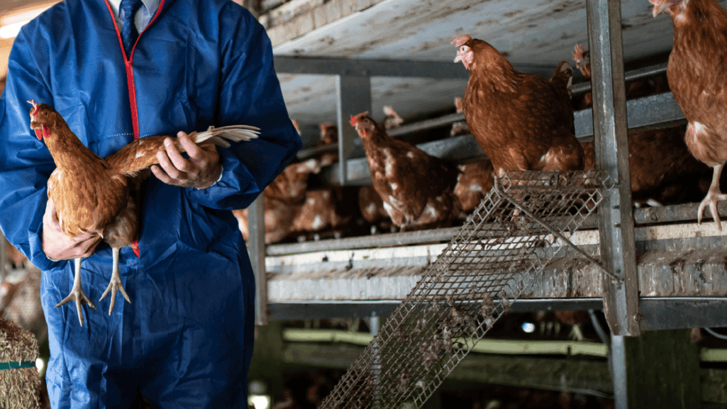 poultry treatment guide