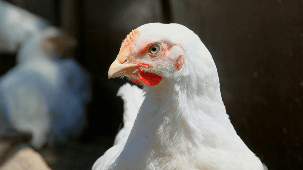 preventing ascites in poultry