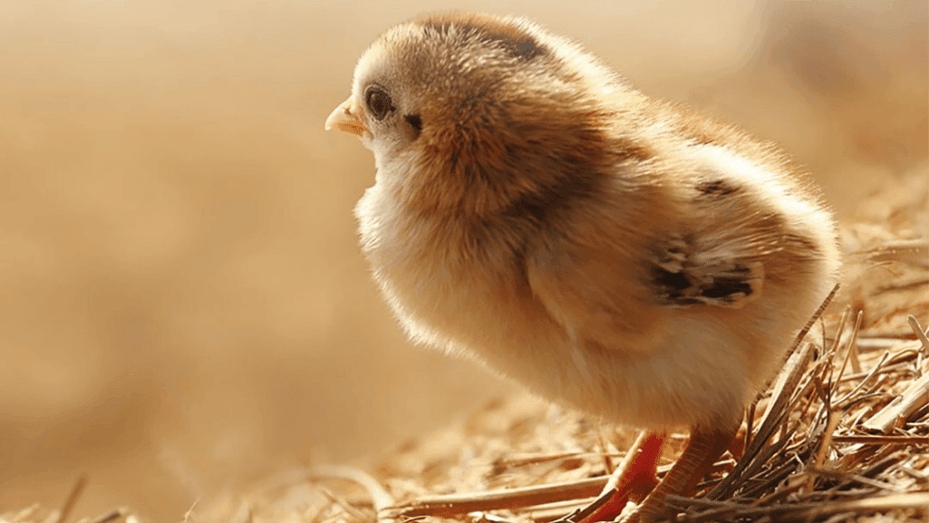 pullet development
