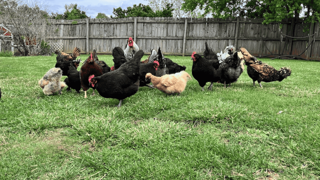 rooster backyard flock