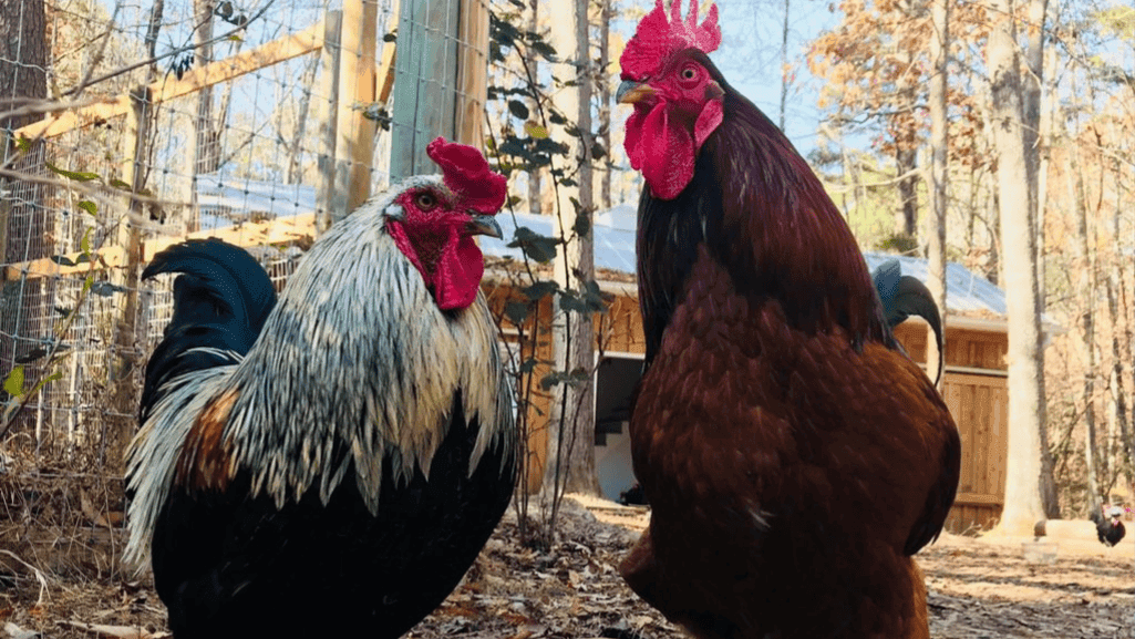 rooster behavior and personality