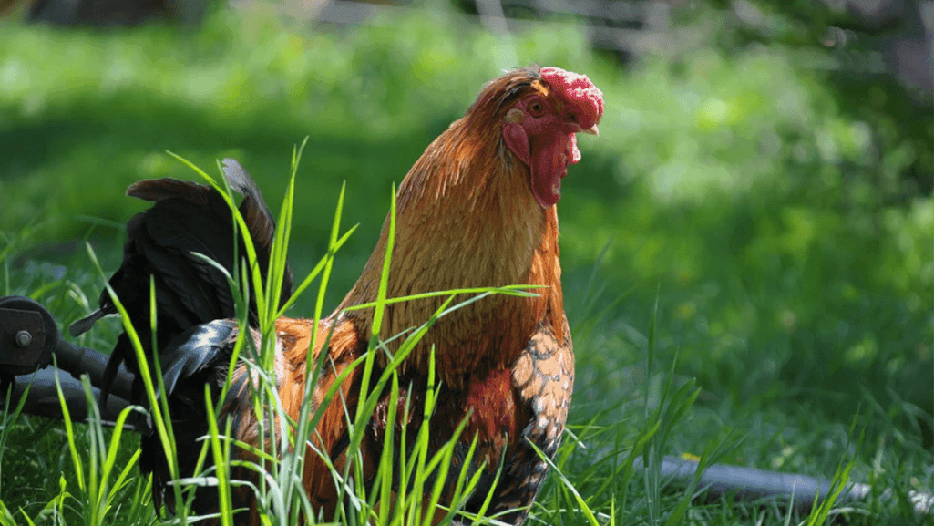 rooster breeds and Roosters Breeds