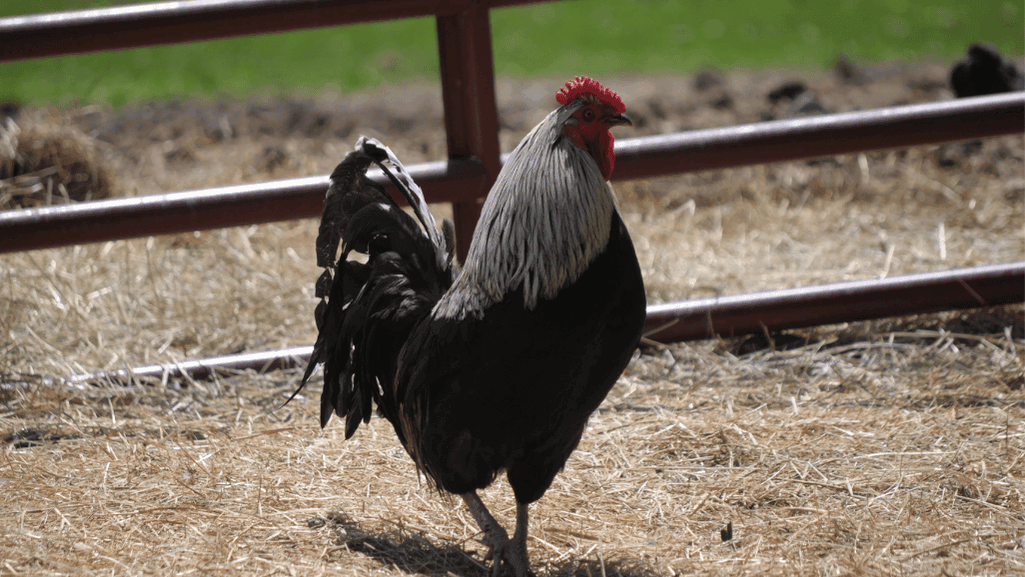 rooster care tips