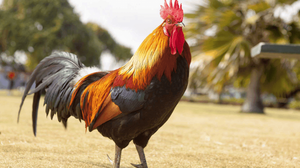 rooster care tips