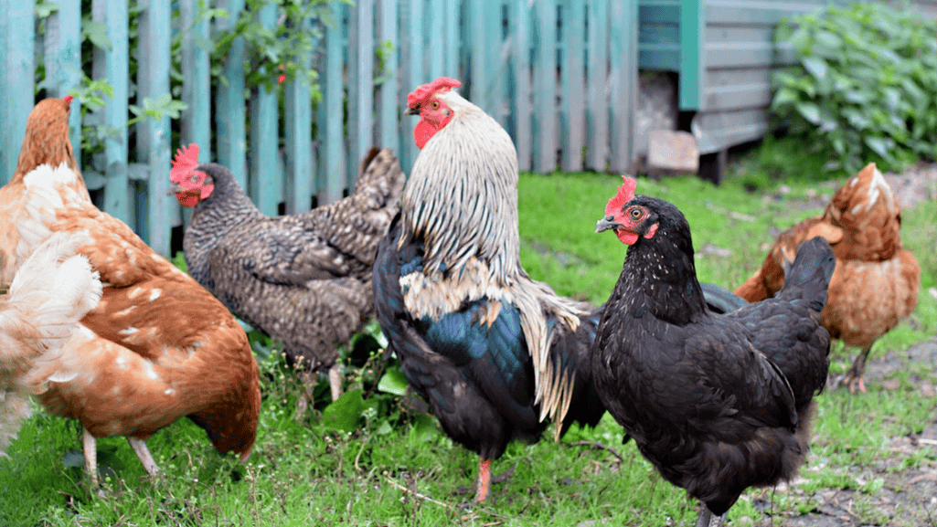 rooster flock protection