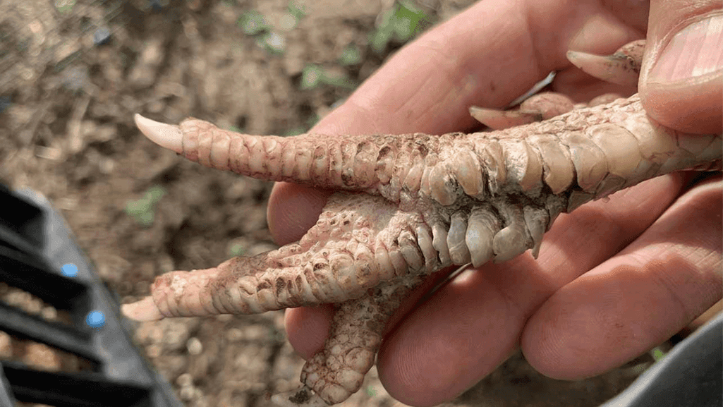 scaly leg mite symptoms