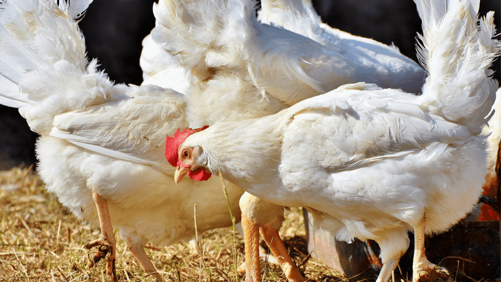 scaly leg mites in poultry
