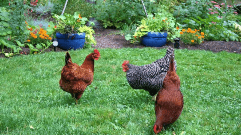 sustainable poultry and garden integration sustainable poultry and garden integration