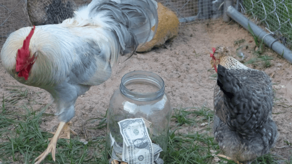 way make money with chickens
