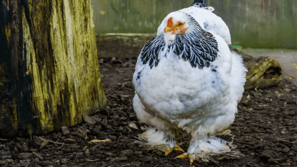 Are Brahma Chickens Good Fighting Birds