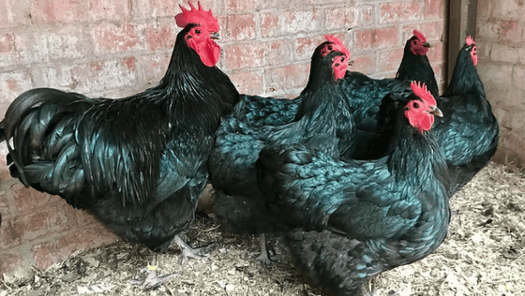 Australorps High Egg Production Meets Elegance