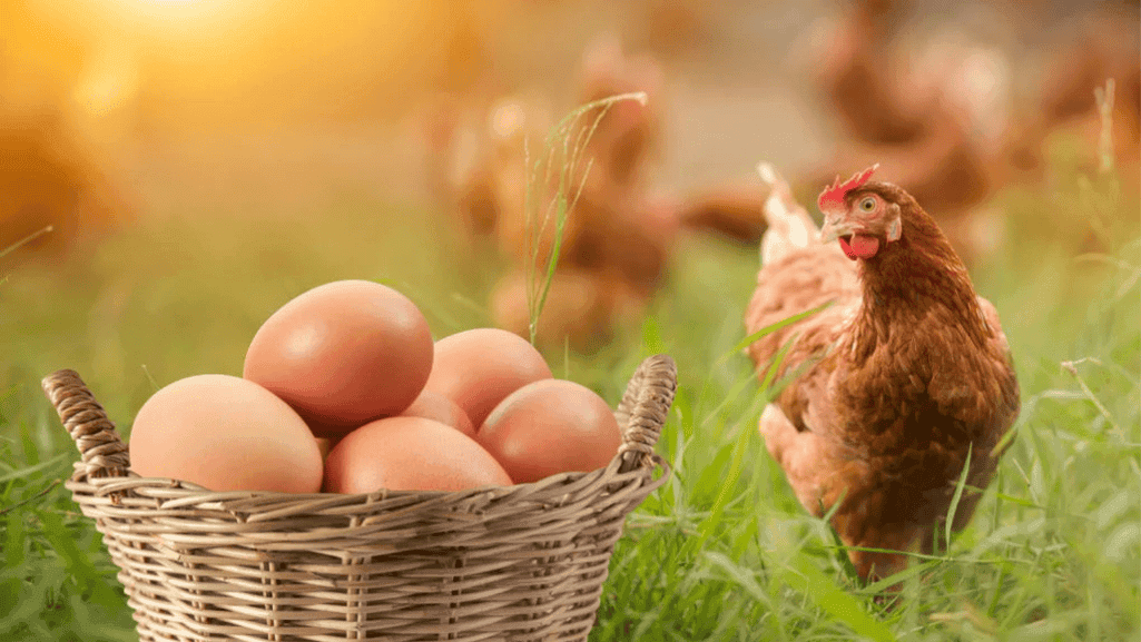 Best Chicken Breeds for Brown Eggs