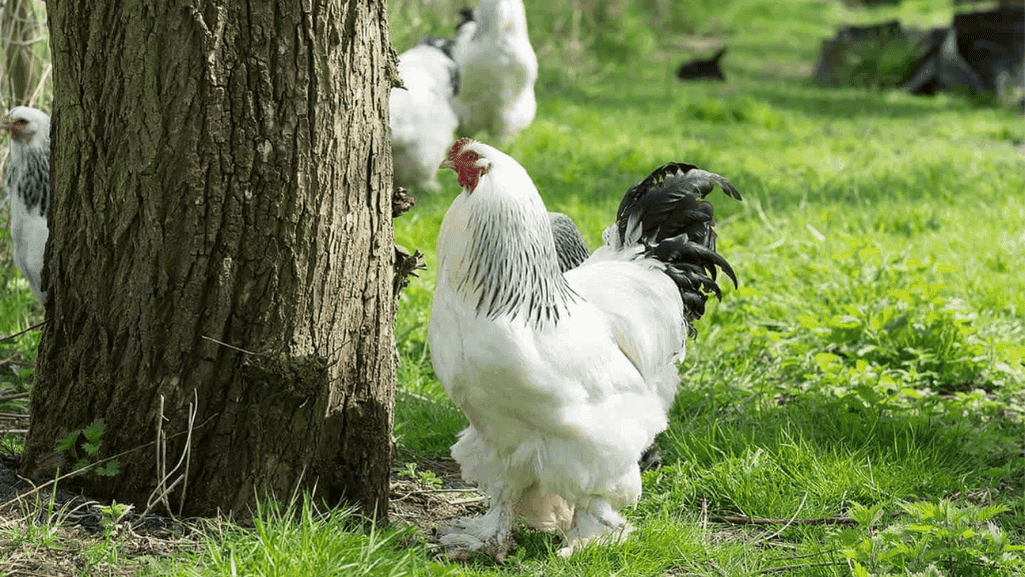 Brahma Chicken Temperament and Behavior