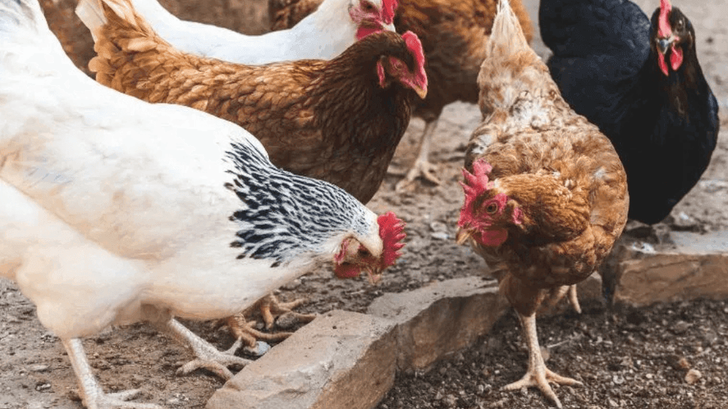 Brahma Chickens as Dual-Purpose Birds