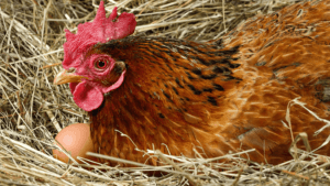 Brown Hens Lay Brown Eggs
