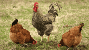 Do Chickens Need High Protein