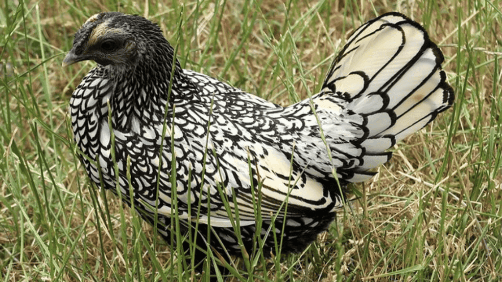 Essential Care Tips for Raising Fancy Chickens