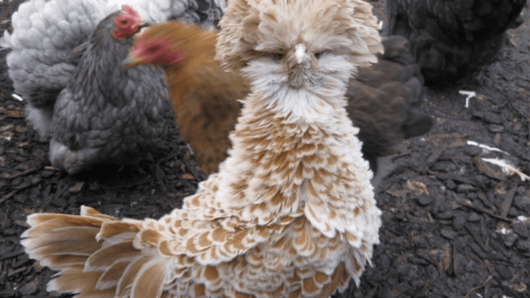Fancy Chickens