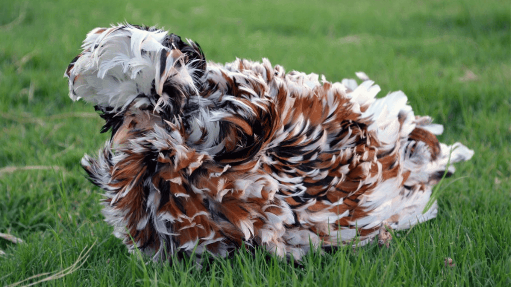 Frizzle Chickens