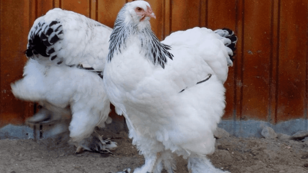 Physical Traits of Brahma Chickens