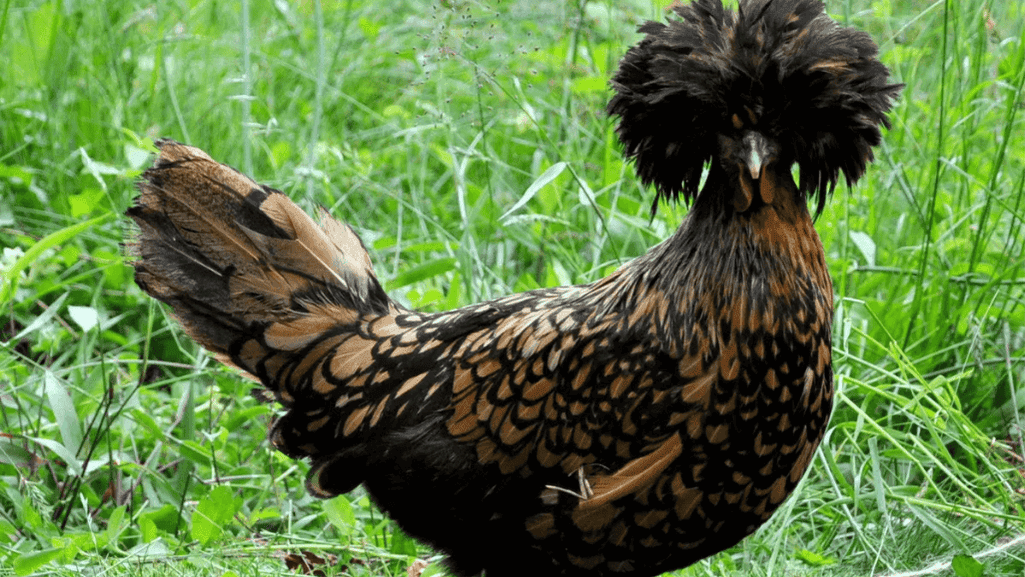 Polish Chickens