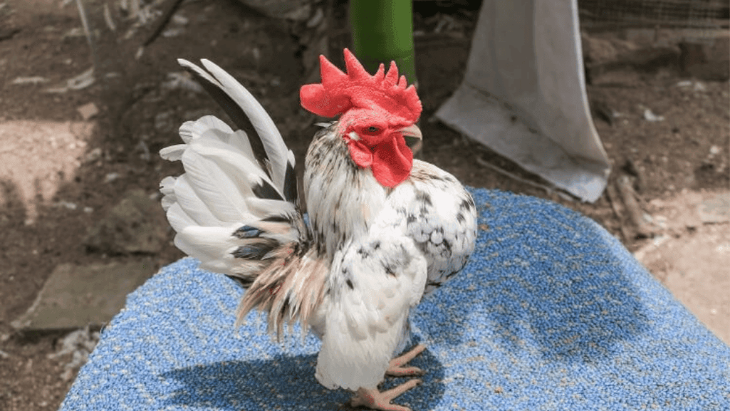 Serama Chickens