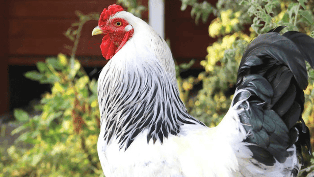 The History and Origin of Brahma Chickens