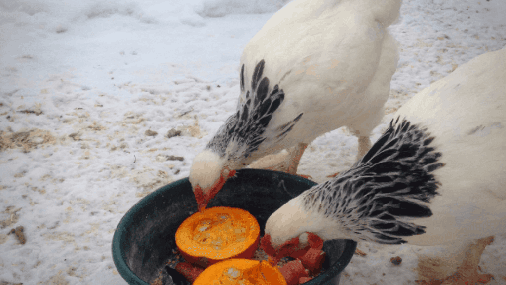 The Truth About Complete Feeds and Protein Gaps