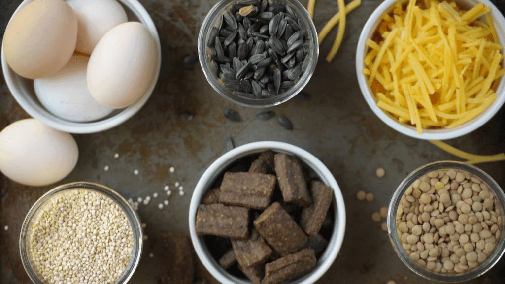 Top High-Protein Treats to Boost Your Flock’s Diet
