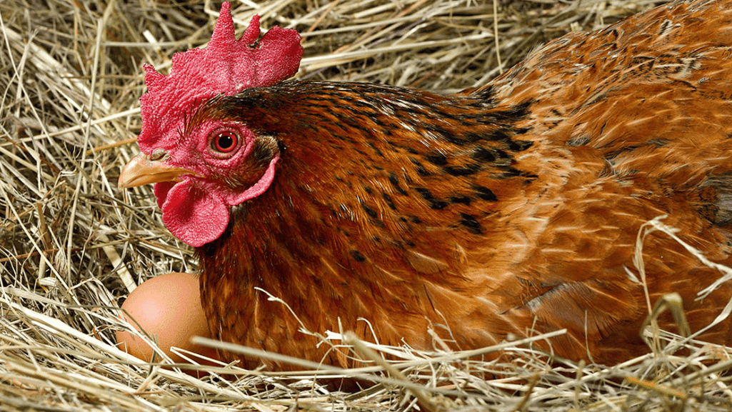 Brown Egg Layers
