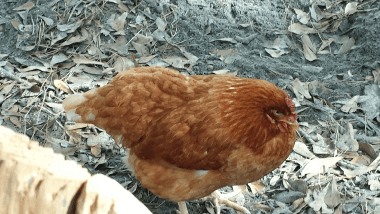 Chicken Diarrhea