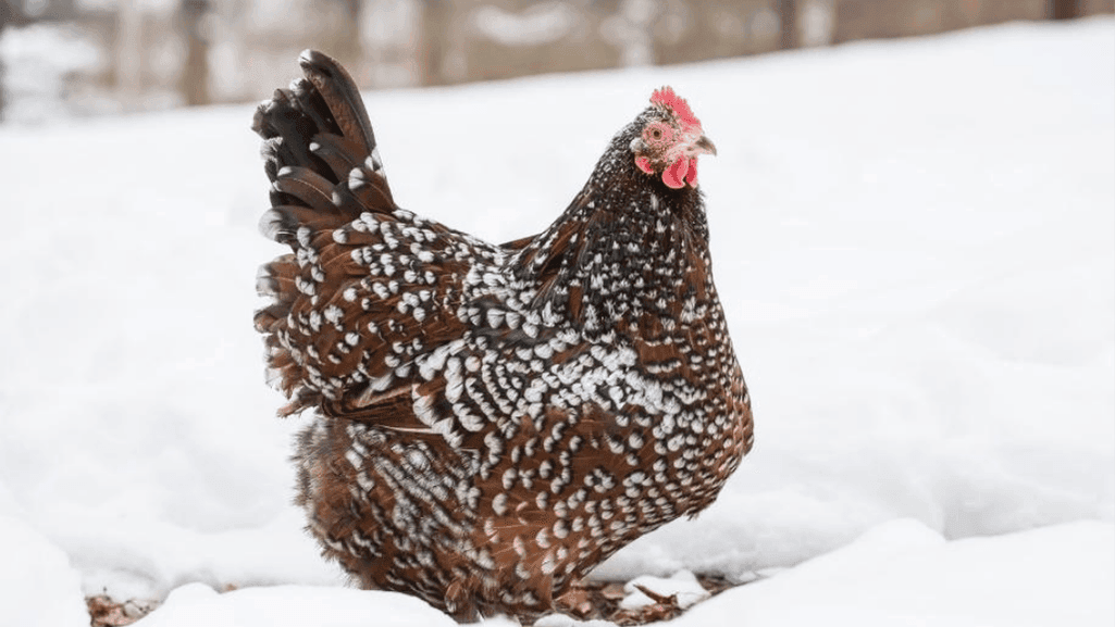 Chickens in Winter