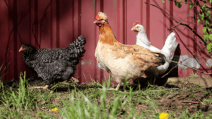 Friendly Chicken Breeds