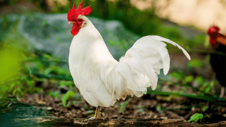 How Many Roosters Per Hen