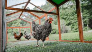 How Much Room Do You Need for 1 Chicken