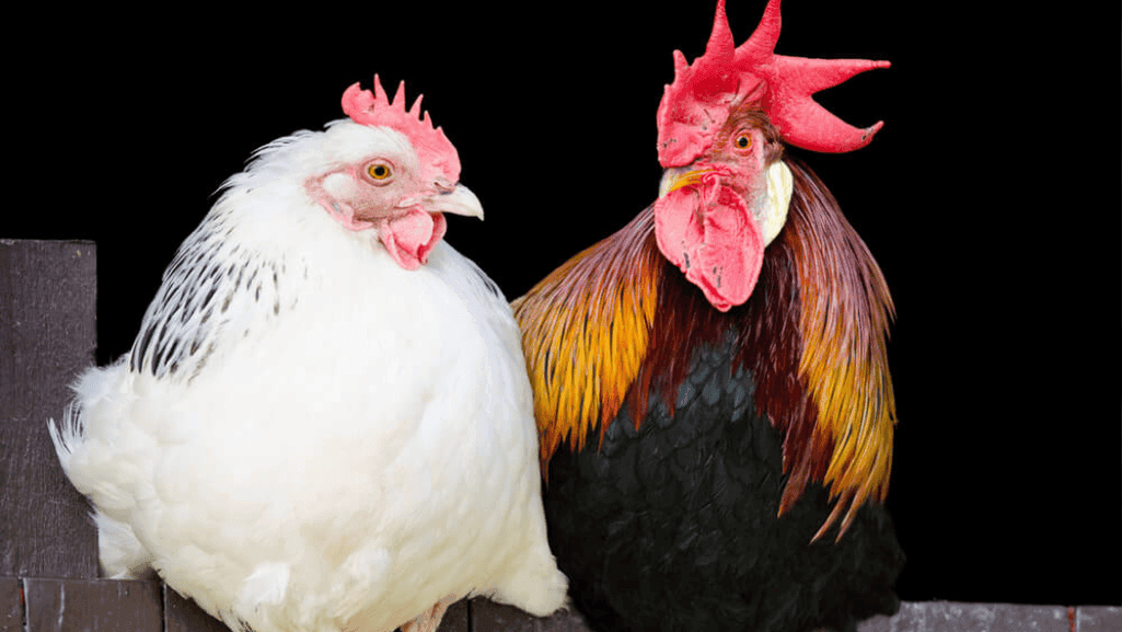 How Roosters and Hens Act Differently