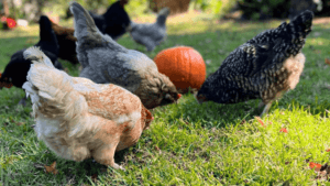 How to Raise Chickens for Eggs