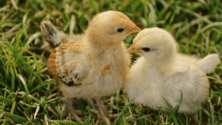 How to Tell Chicks Are Growing
