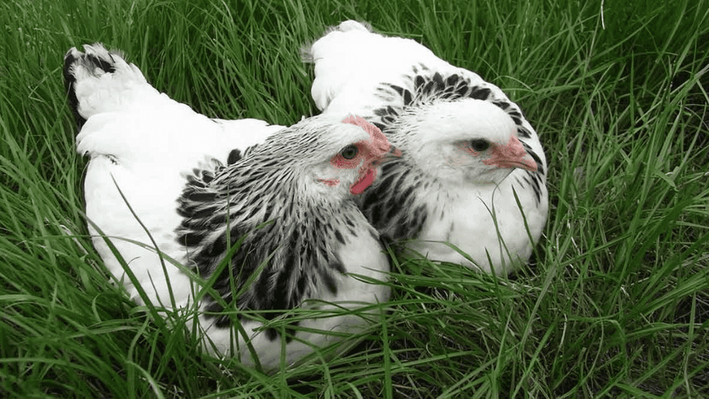 Identifying Hard-to-Sex Chickens