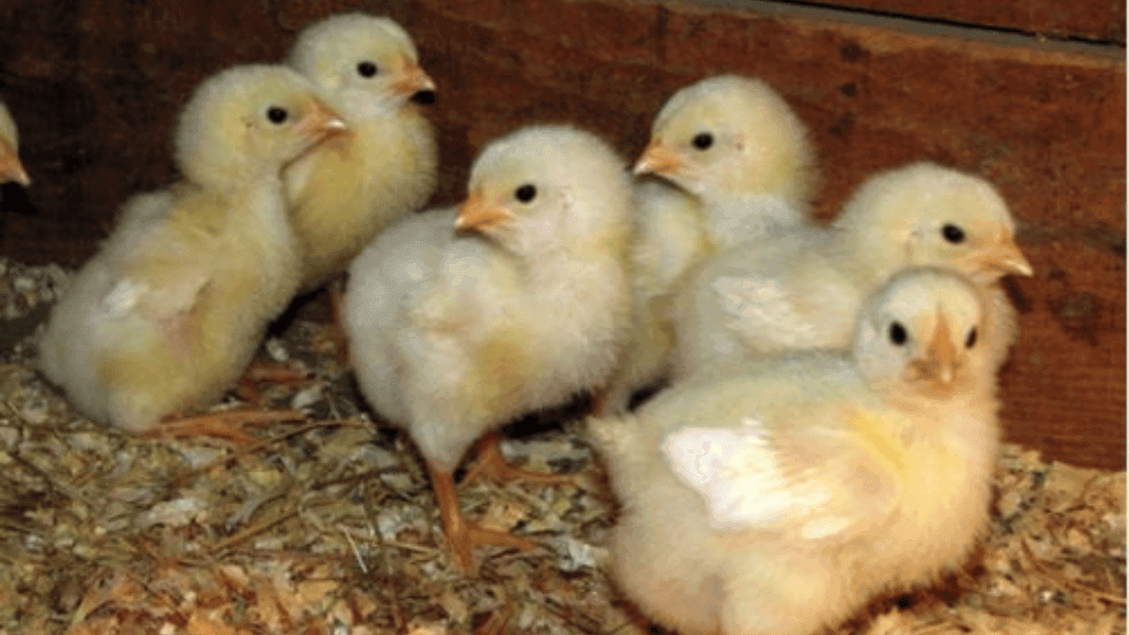 Nutrition Essentials for Growing Chicks