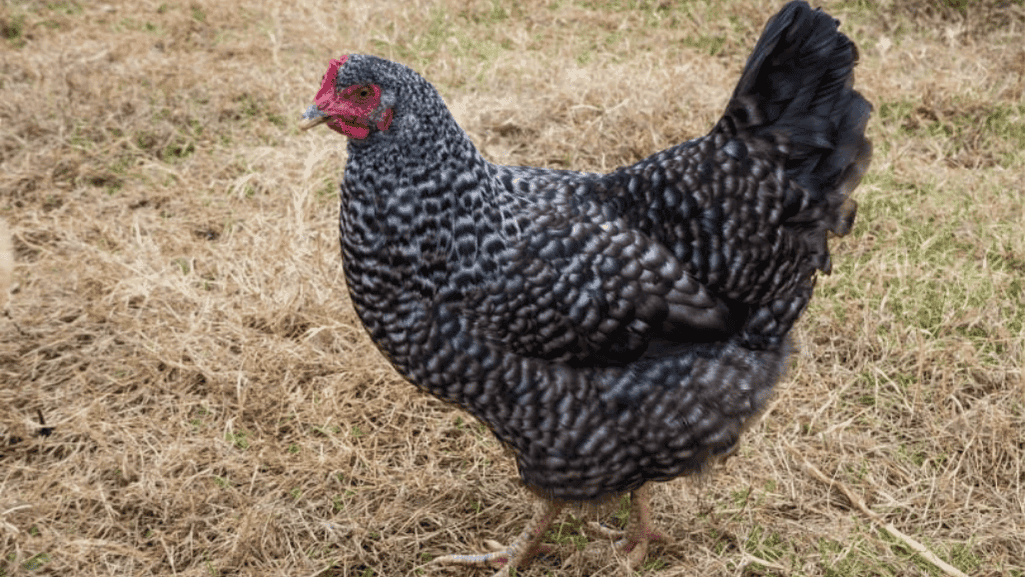 Other Notable Friendly Chicken Breeds