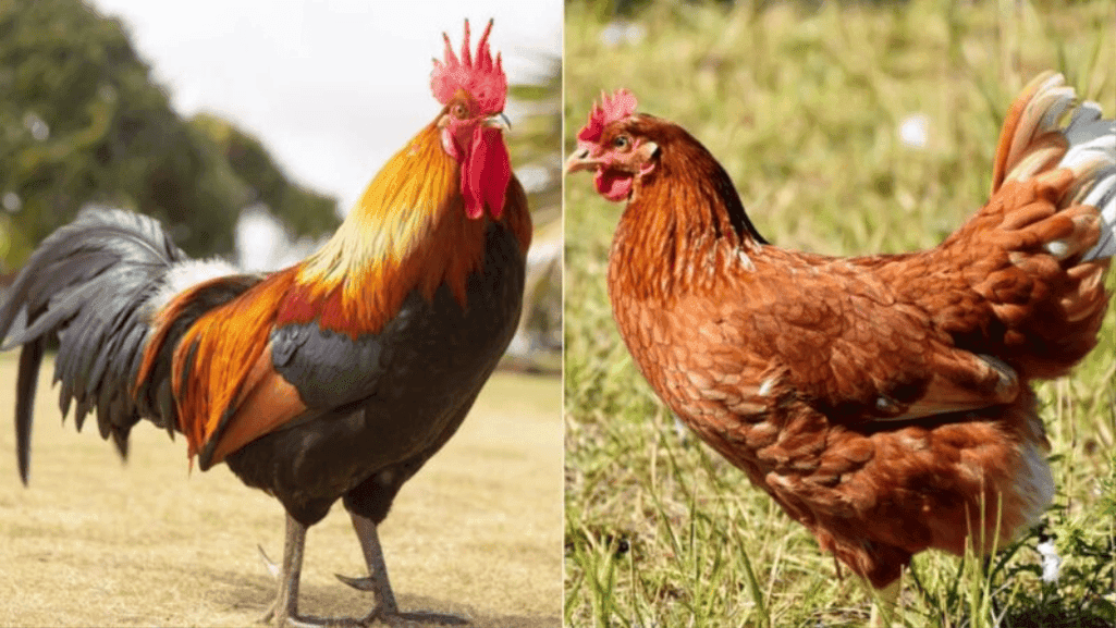 Physical Differences Between Roosters and Hens