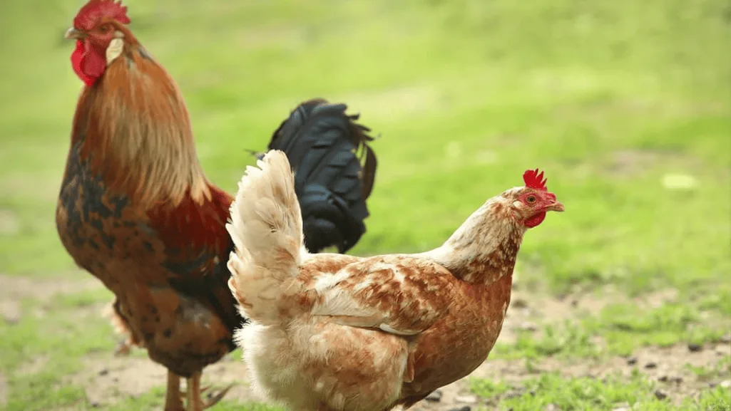 Rooster vs Hen