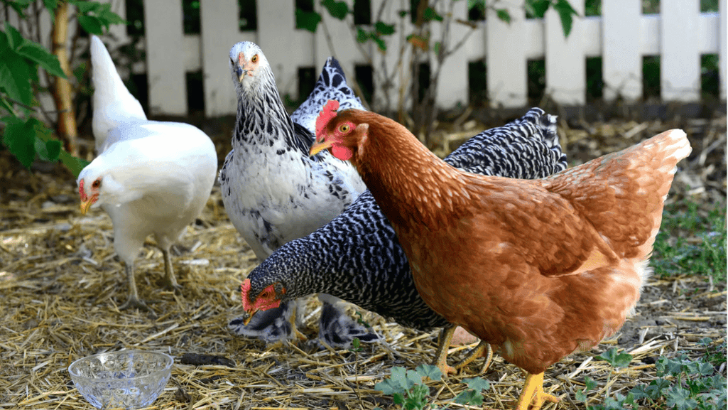 Tips for Raising Friendly Chickens